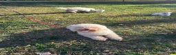 Bichon Frise dogs for sale: Bichon Frise 1 - Ad 5
