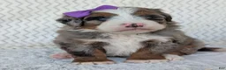 Mini Bernedoodle dogs for sale: Mini Indy  - Ad 39