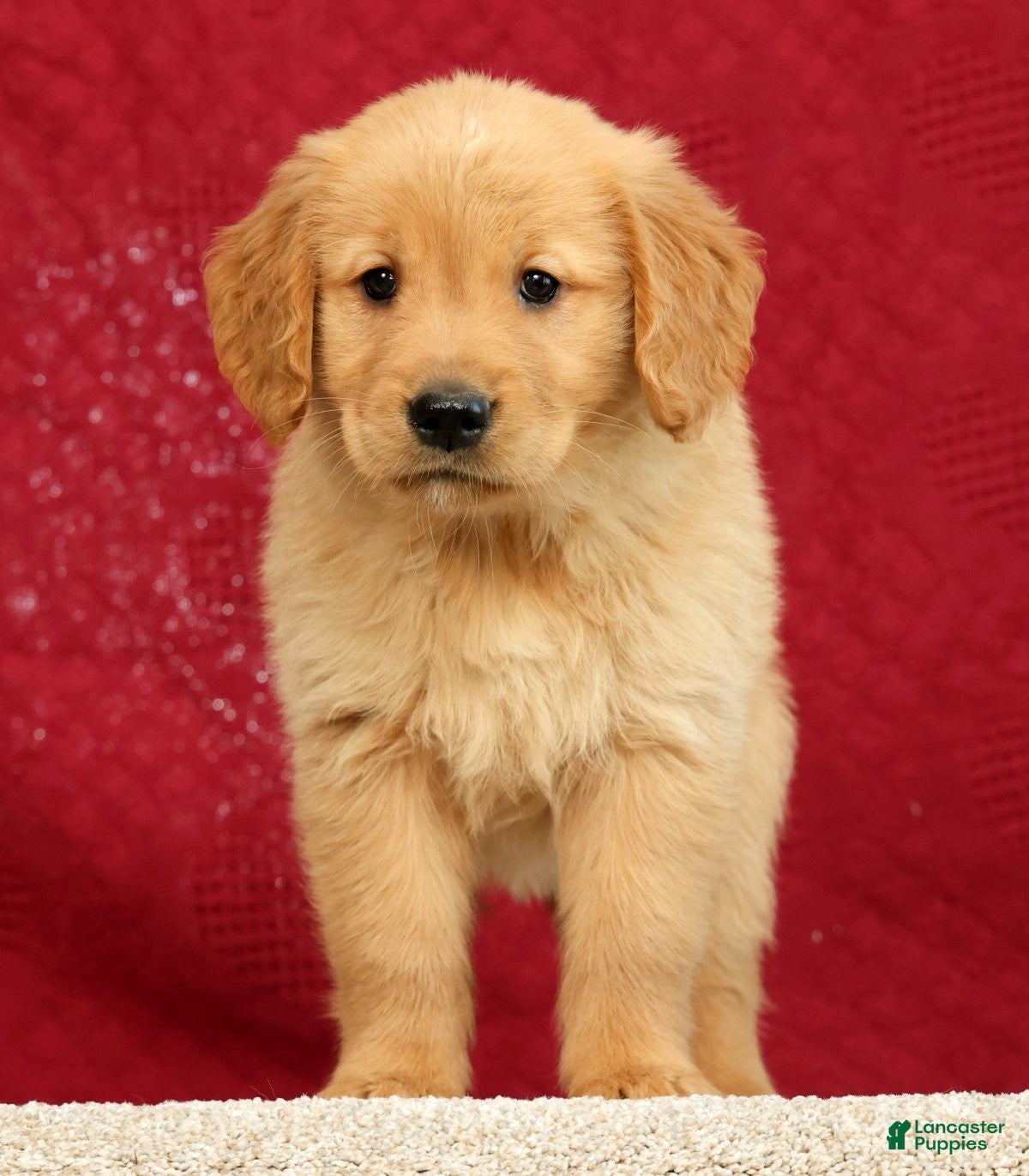 Golden Retriever dogs for sale: Jade - Ad 2