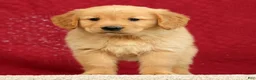 Golden Retriever dogs for sale: Jade - Ad 2