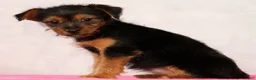Yorkshire Terrier dogs for sale: Nova - Ad 3