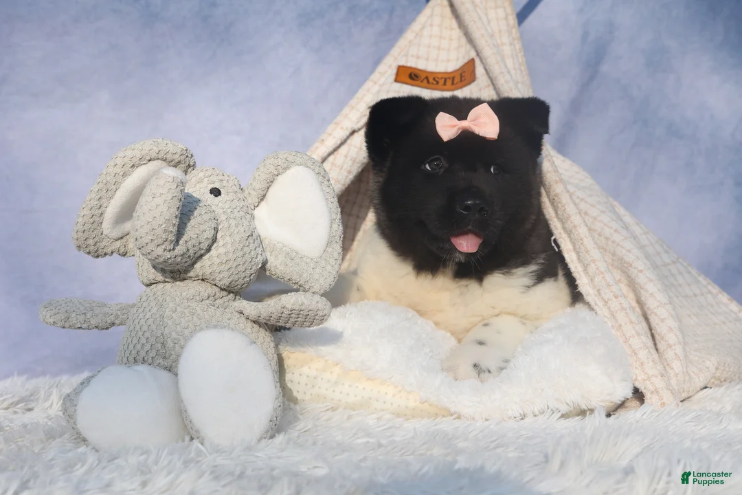 Akita dogs for sale: Olive - Ad 19