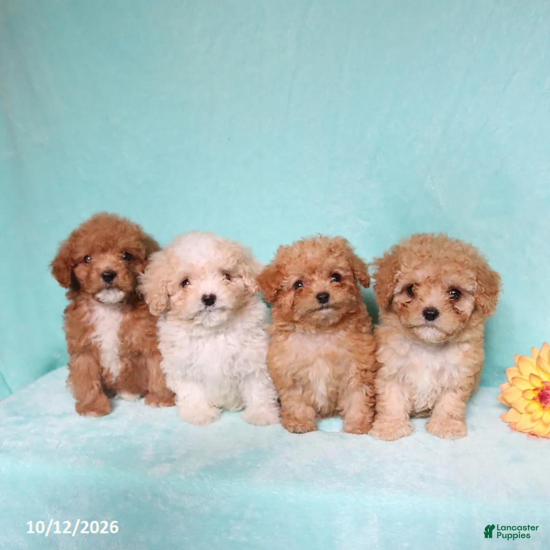 Mixed Breed dogs for sale: Pumpkin - Ad 2