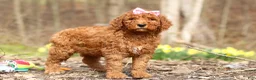 Goldendoodle dogs for sale: Amy - Ad 3