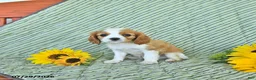Cavalier King Charles Spaniel dogs for sale: Travis - Ad 1