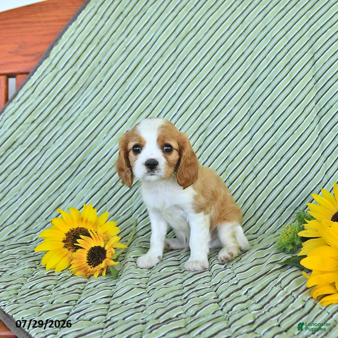 Cavalier King Charles Spaniel dogs for sale: Travis - Ad 1
