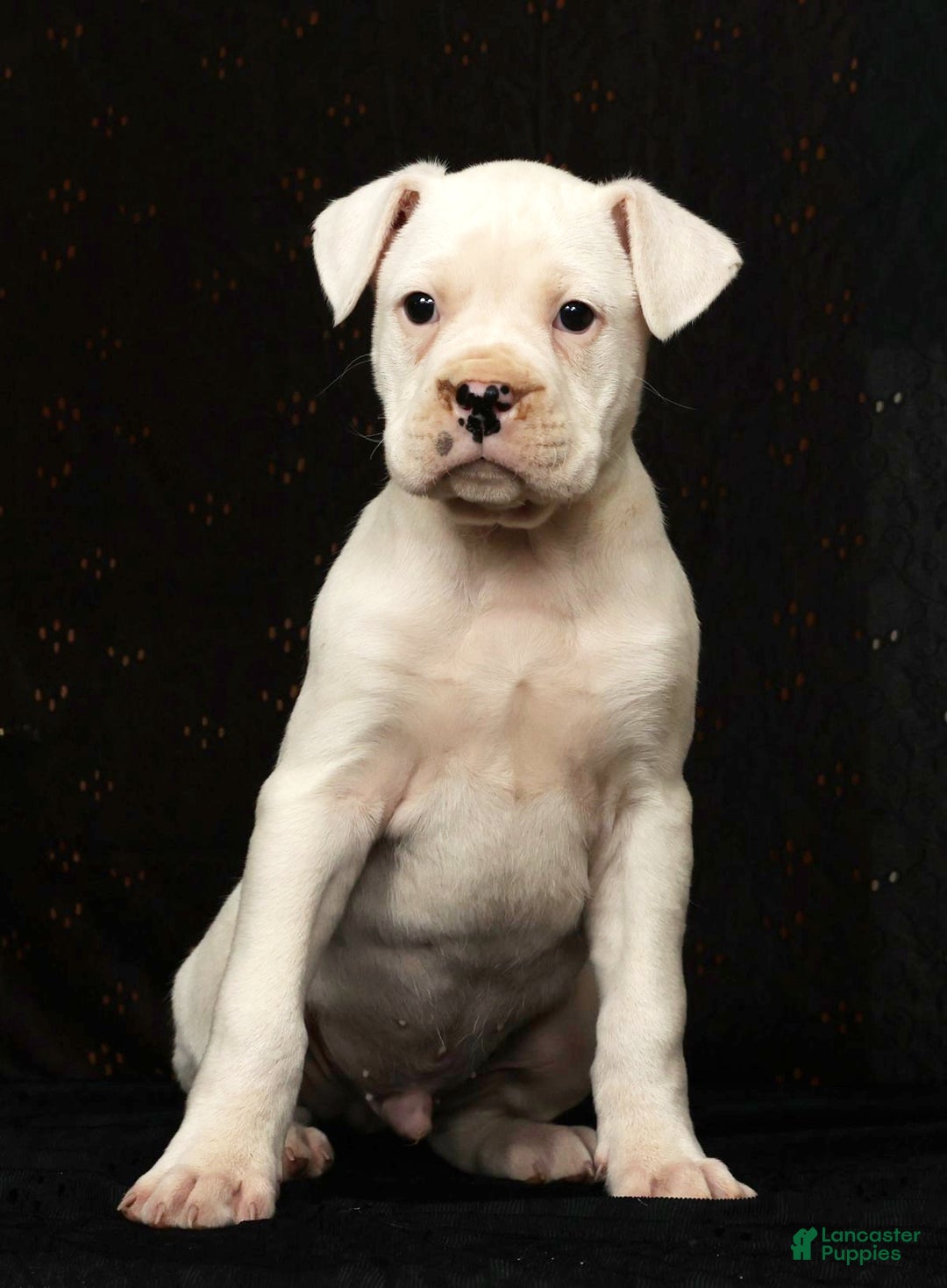 Boxer dogs for sale: Alex - Ad 2