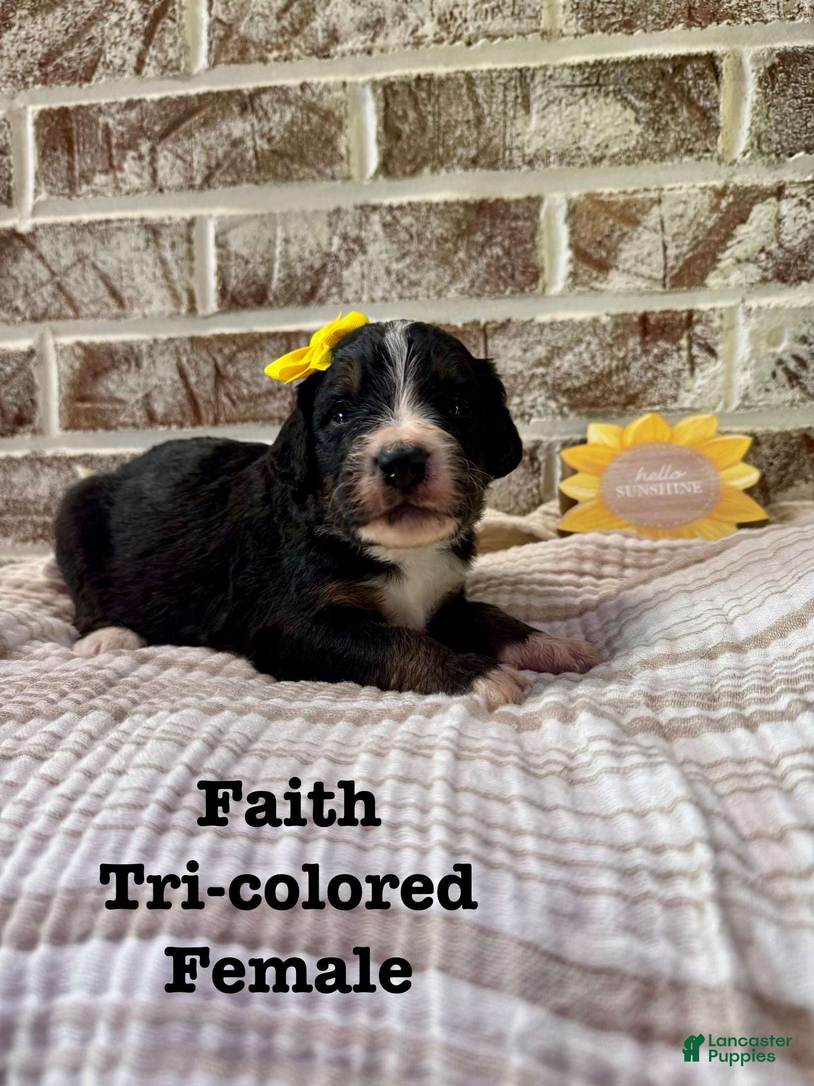 Bernedoodle dogs Faith  - Ad 39