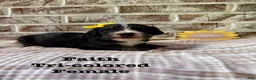Bernedoodle dogs for sale: Faith  - Ad 4