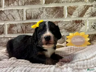 Bernedoodle dogs Faith - Ad 39