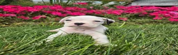 Boxer dogs for sale: Biscuit - Ad 1