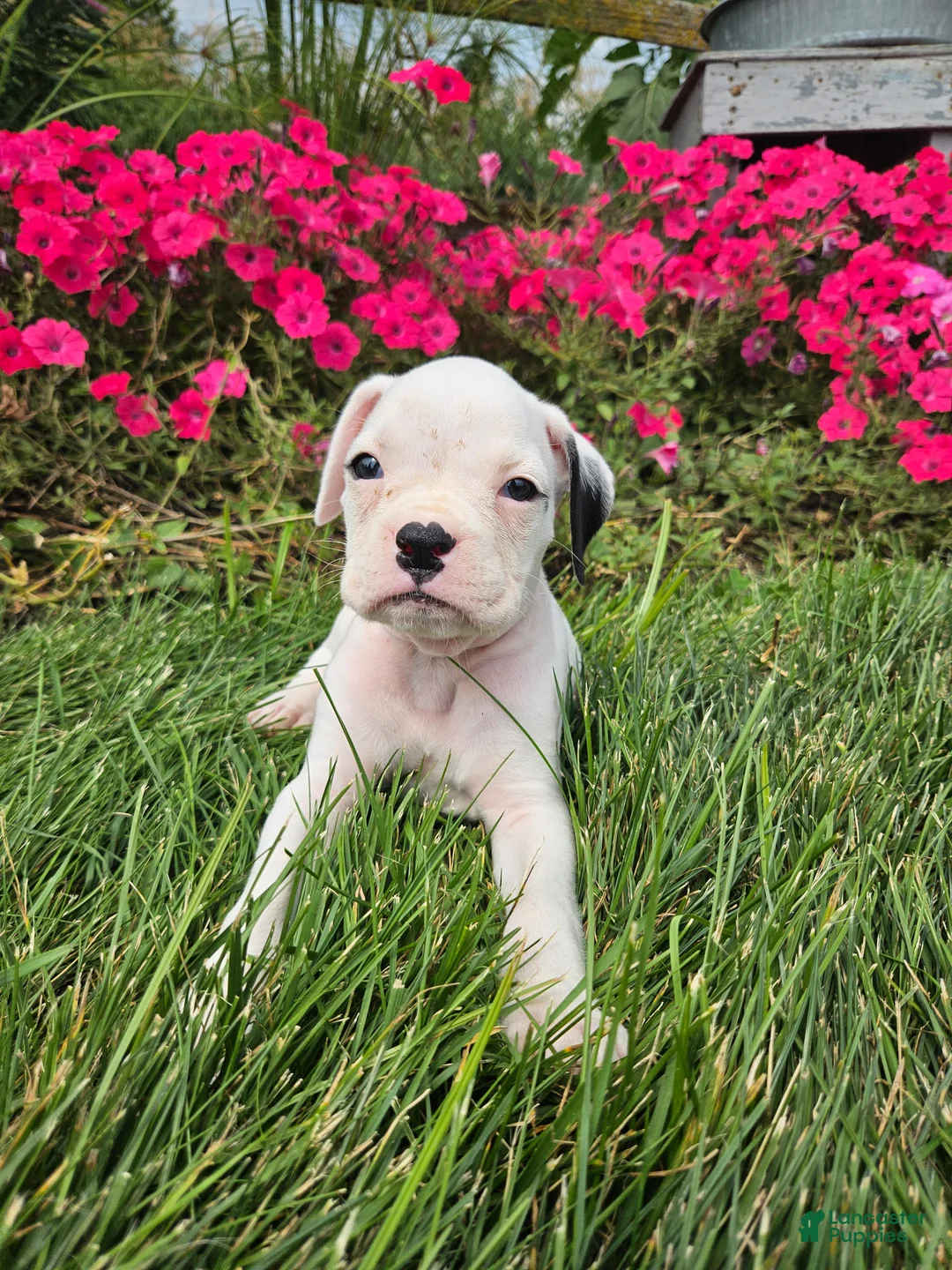 Boxer dogs for sale: Biscuit - Ad 1