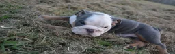 English Bulldog dogs for sale: Scar - Ad 3