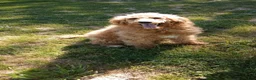 Standard Poodle dogs for sale: Ofella- offering as PET  - Ad 3