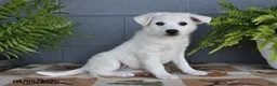 Mixed Breed dogs for sale: Echo - Ad 3