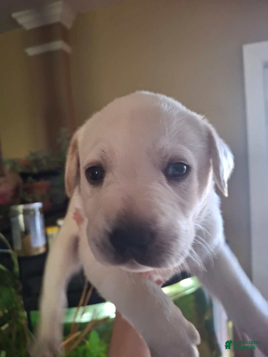 Labrador Retriever dogs for sale: Labrador Retriever Puppy 1 - Ad 1
