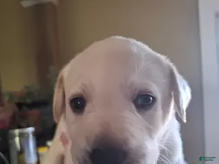 Labrador Retriever dogs Labrador Retriever Puppy 1 - Ad 41