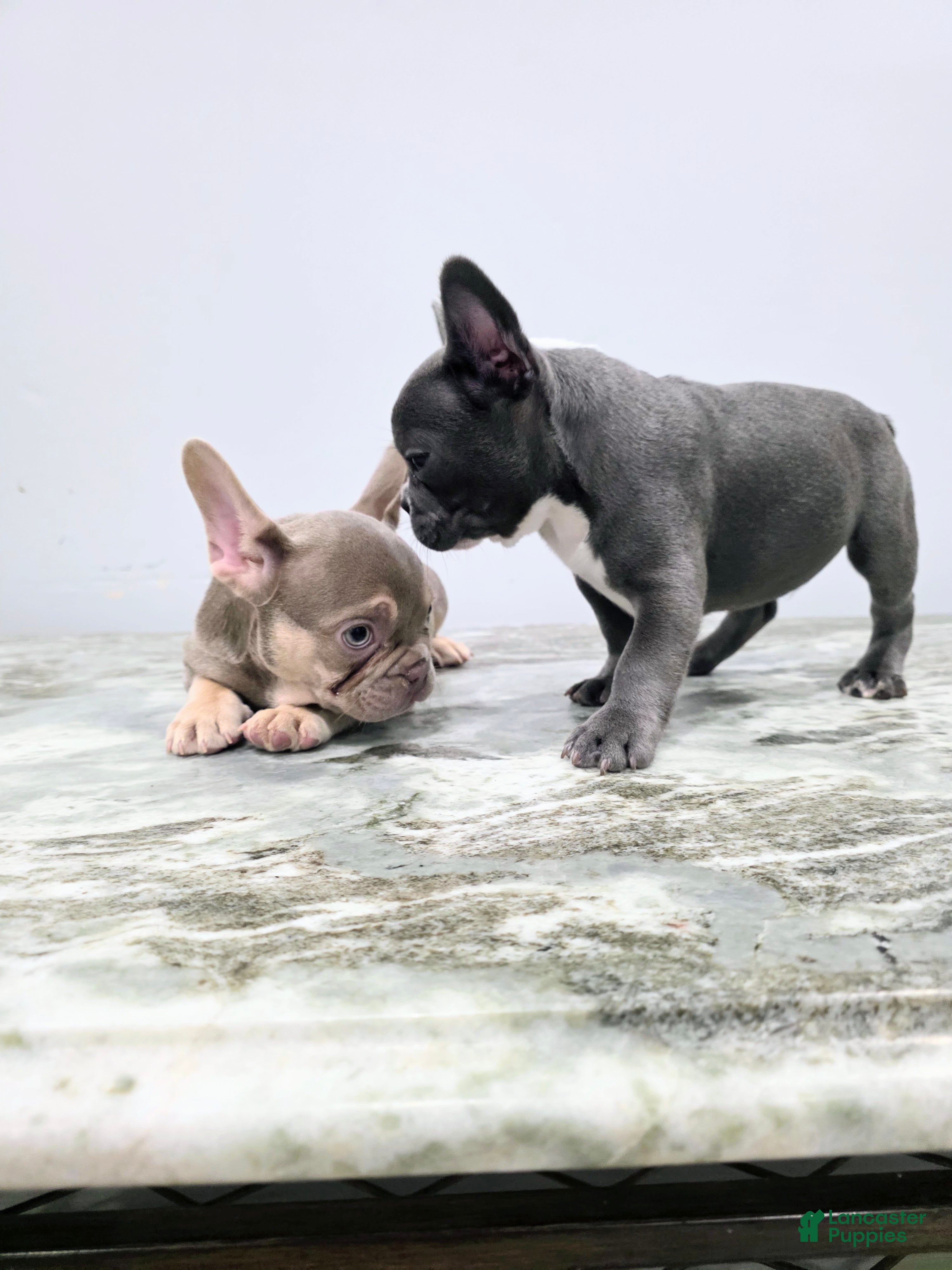 French Bulldog dogs Bernard - Ad 2
