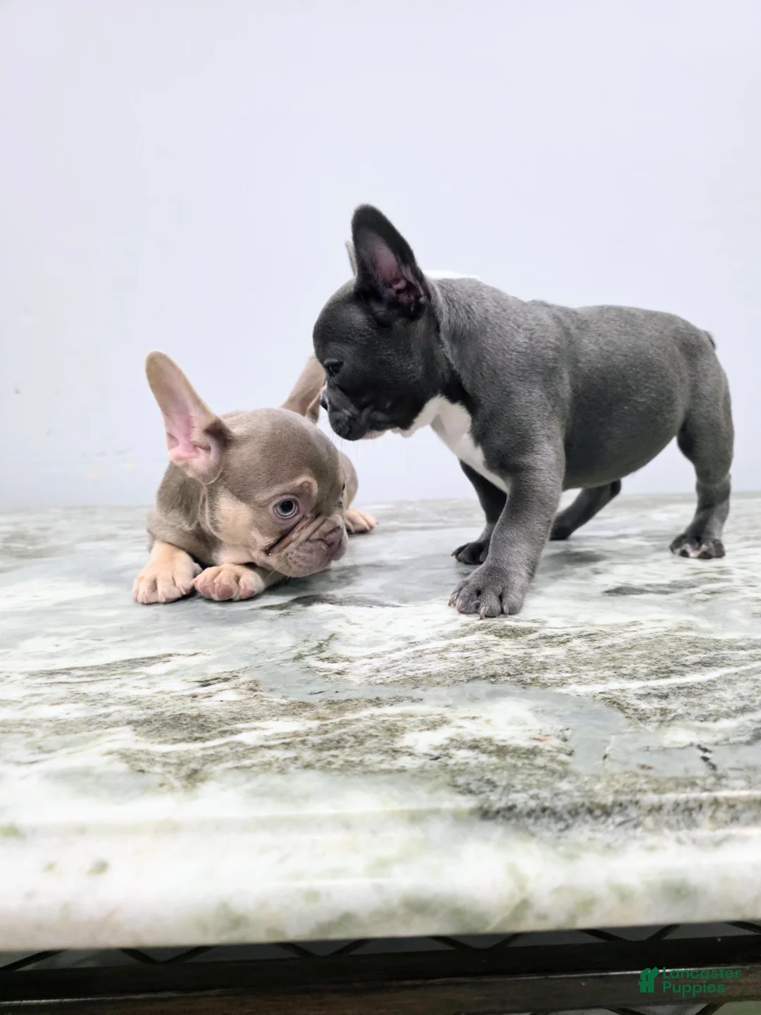French Bulldog dogs for sale: Bernard - Ad 2
