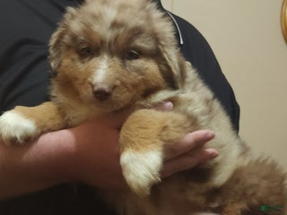 Australian Shepherd dogs - Ad 20