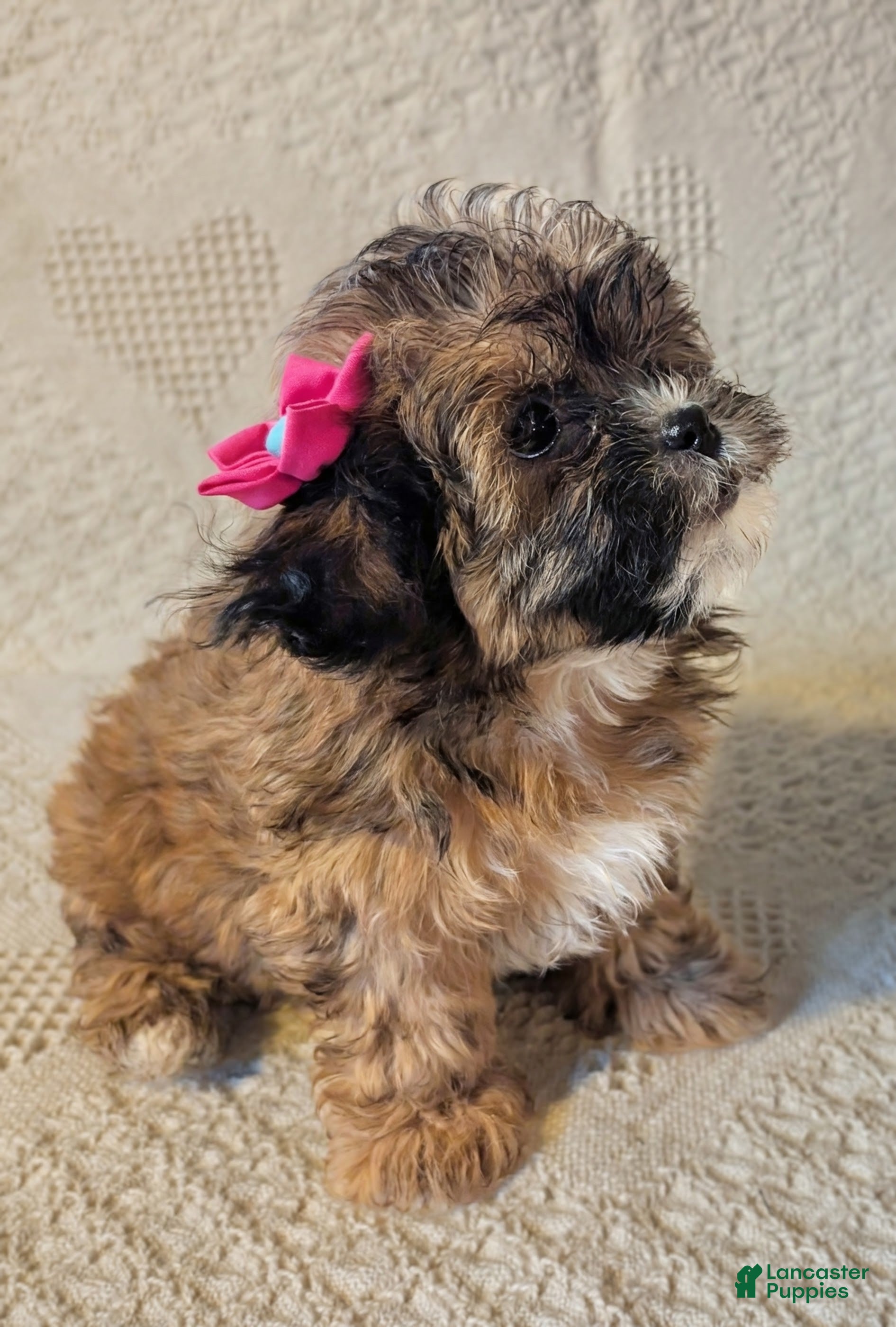 Mixed Breed dogs for sale: Xyla - Ad 2