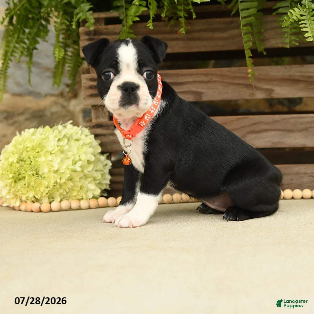 Boston Terrier dogs for sale: Torrie - Ad 1