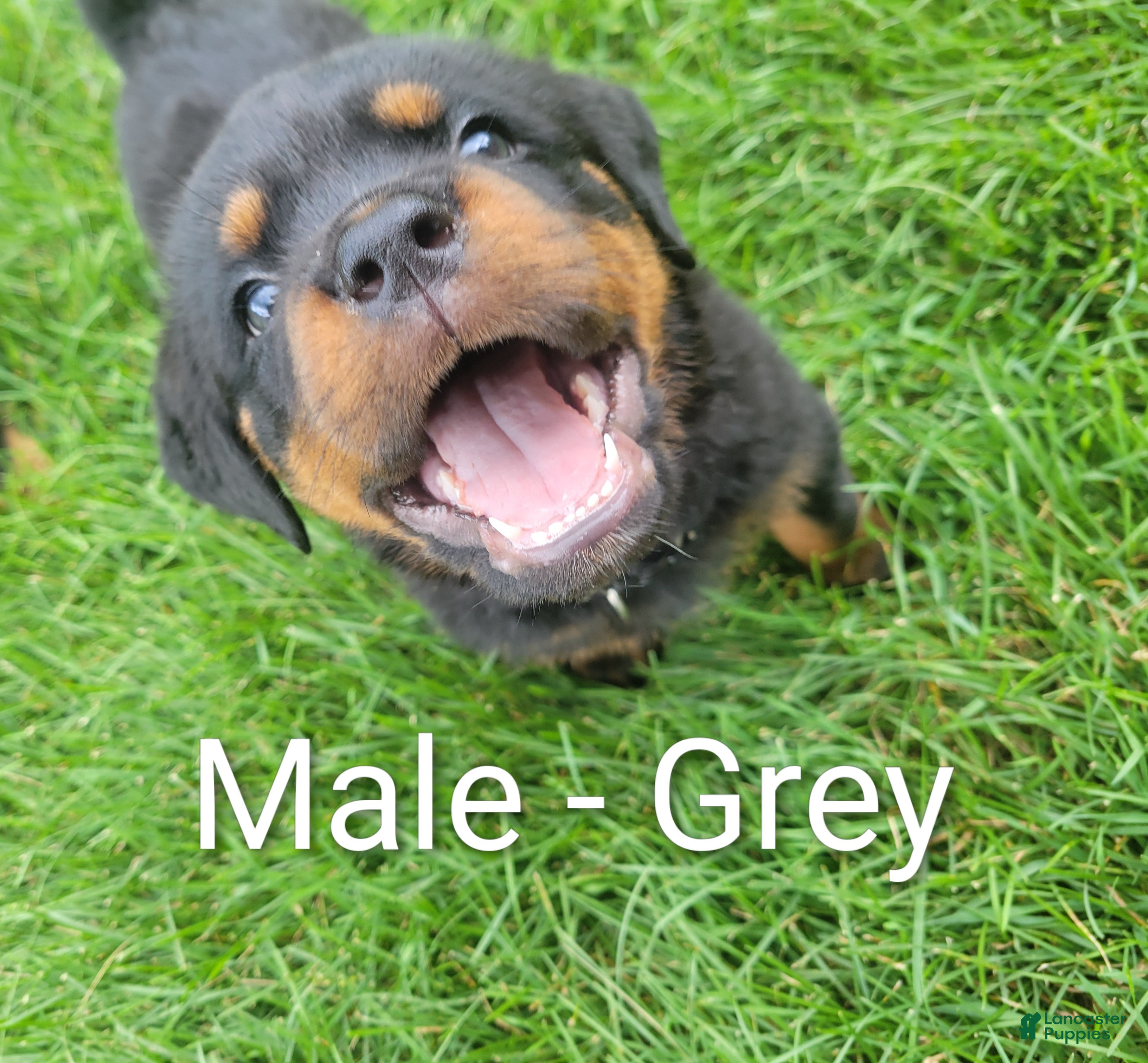 Rottweiler dogs Rottweiler- Male Grey - Ad 16