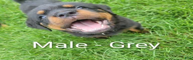 Rottweiler- Male Grey