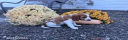 Welsh Springer Spaniel dogs for sale: Lori - Ad 15