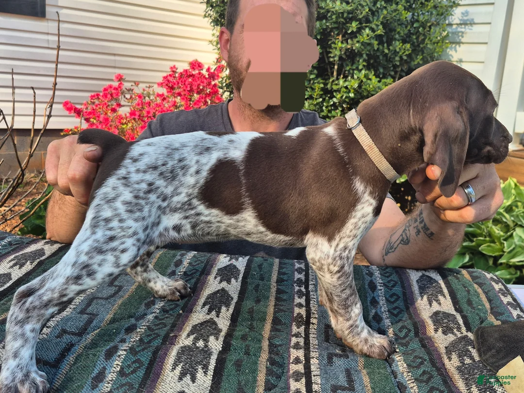 German Shorthaired Pointer dogs for sale: German Shorthaired Pointer Puppy 4 - Ad 1
