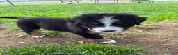 Bernese Mountain Dog dogs for sale: Aurora - Ad 3