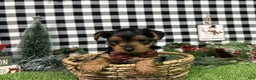 Yorkshire Terrier dogs for sale: Amber - Ad 1