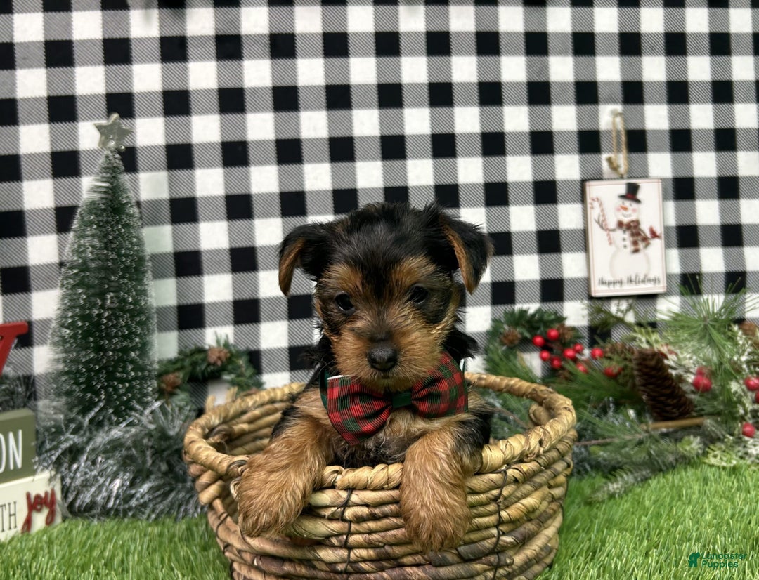 Yorkshire Terrier dogs for sale: Amber - Ad 1