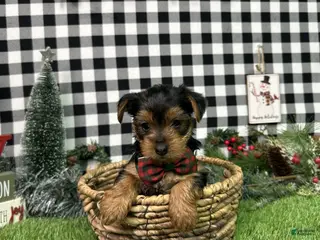 Yorkshire Terrier dogs Amber - Ad 4