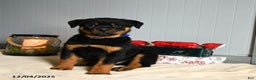 Rottweiler dogs for sale: Choco  - Ad 3
