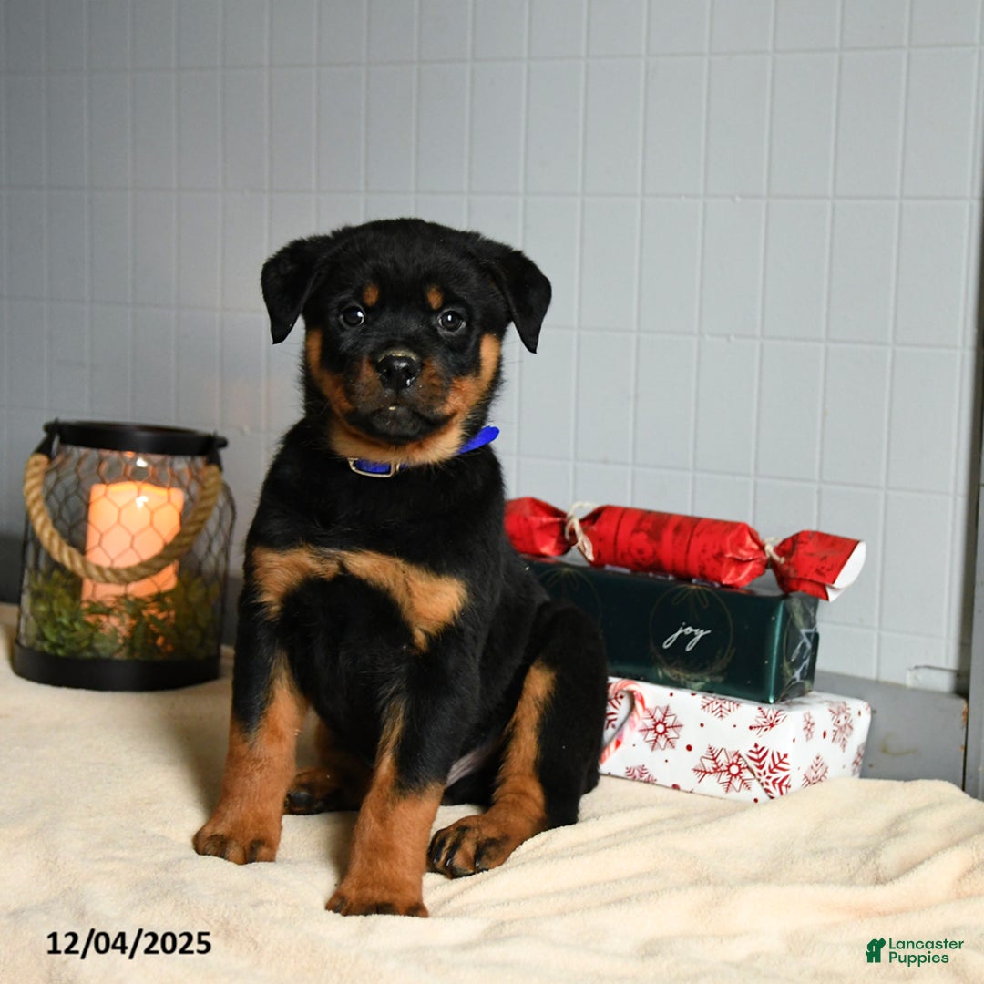 Rottweiler dogs for sale: Choco  - Ad 3