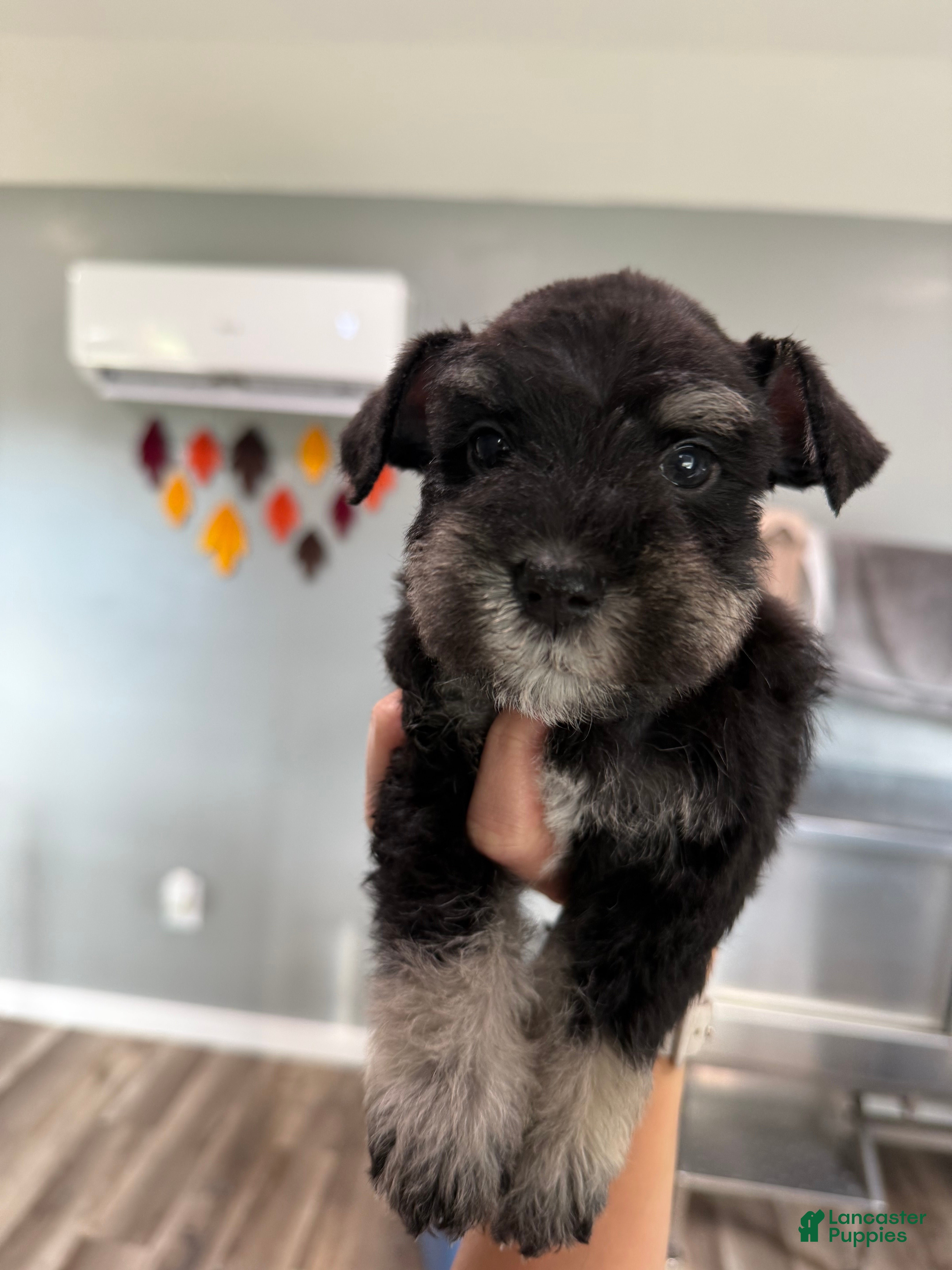 Miniature Schnauzer dogs Peach - Ad 20