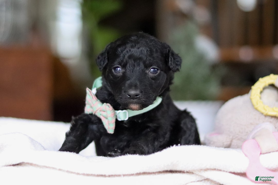 Mixed Breed dogs for sale: Shadow - Ad 3