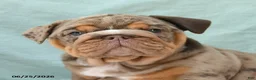 English Bulldog dogs for sale: Crinkles - Ad 5