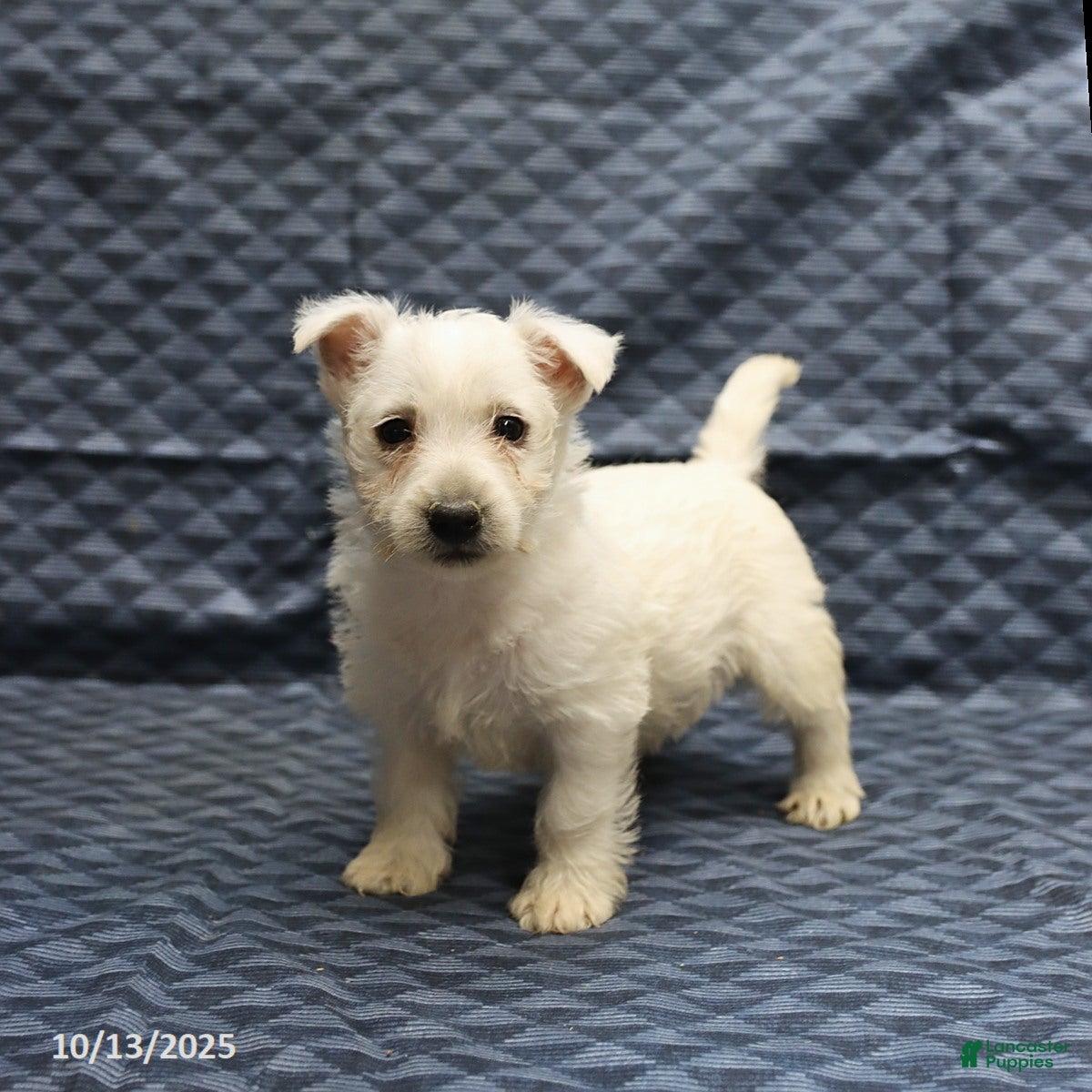 West Highland Terrier Puppies for sale in Philadelphia