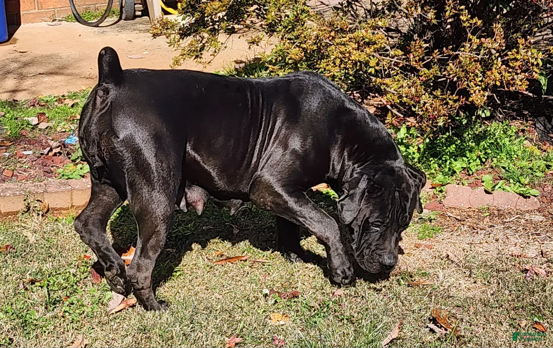 South African Boerboels dogs for sale: WHITNEY  - Ad 4