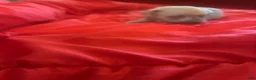 Chinese Crested dogs for sale: Chinese Crested 3 - Ad 7
