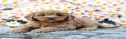 Cavapoo dogs for sale: Twyla - Ad 5