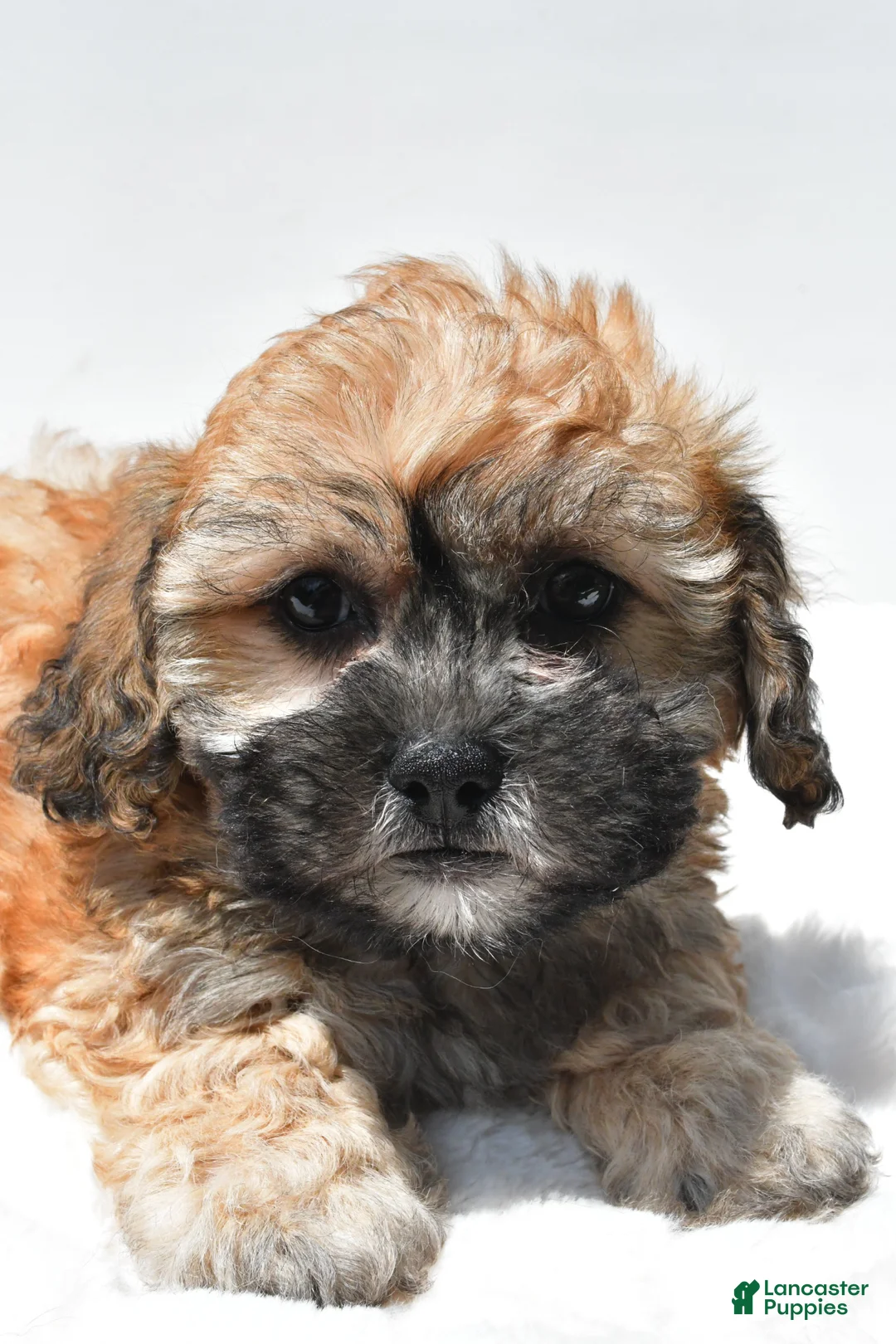 Teddy Bear dogs for sale: Buttercup - Ad 8