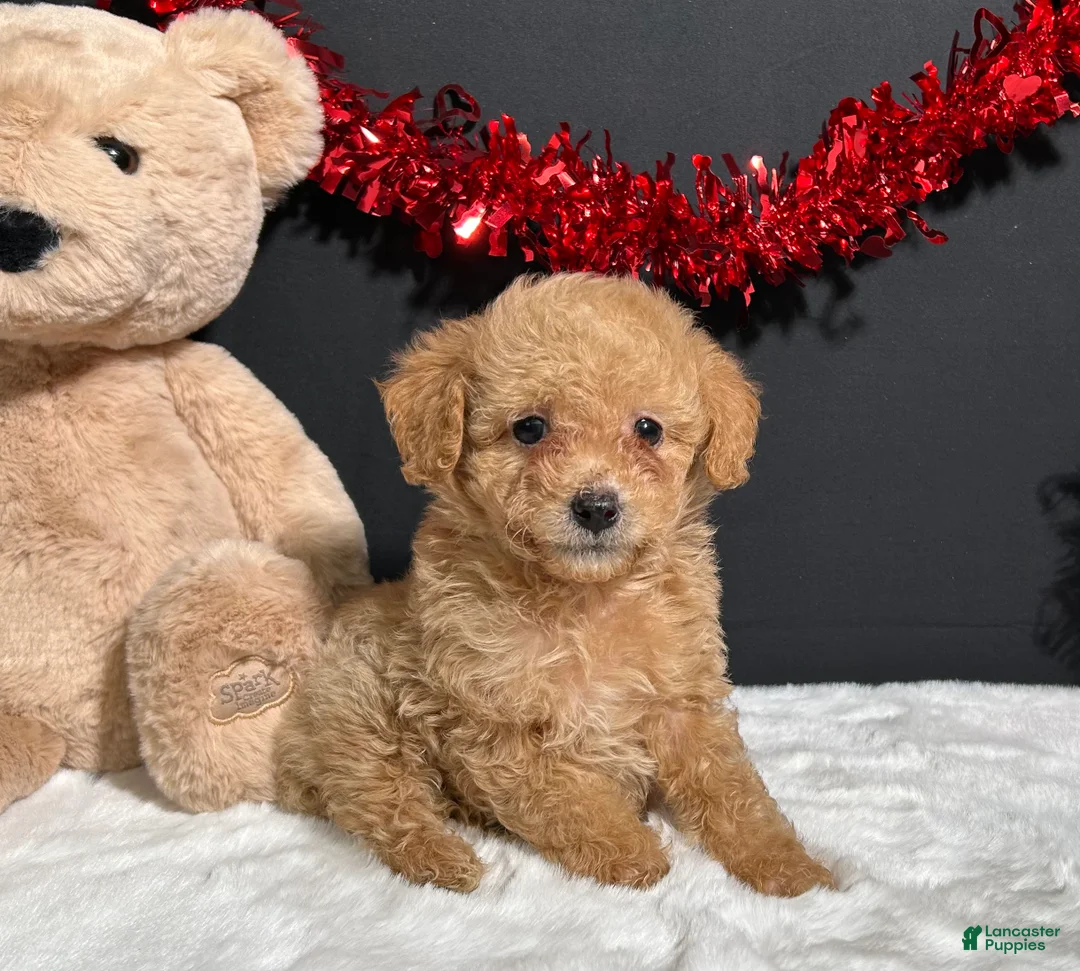 Toy Poodle dogs for sale: Bear - Ad 2
