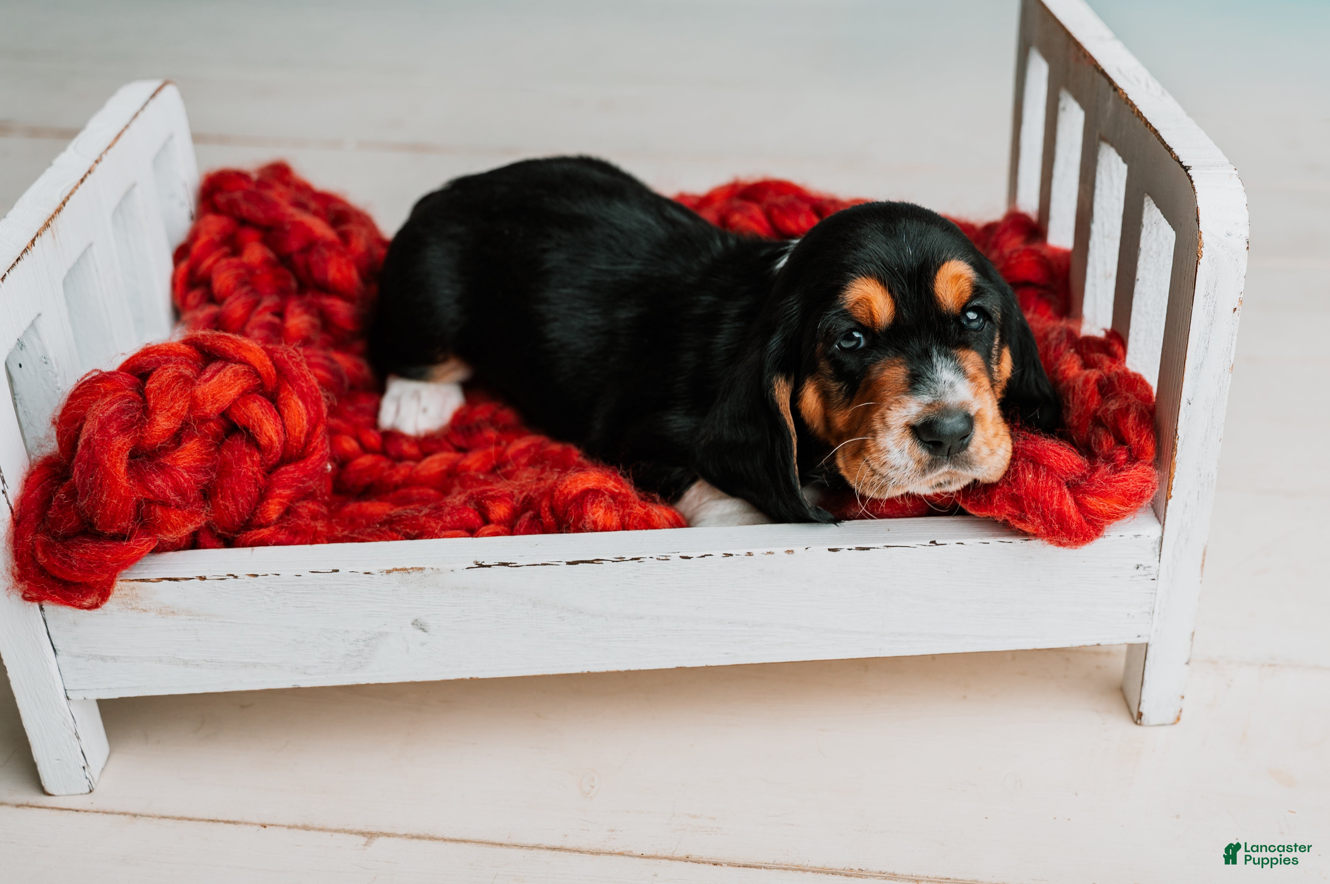 Basset Hound dogs Avery  - Ad 1