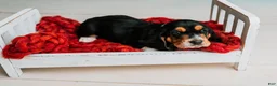 Basset Hound dogs for sale: Avery  - Ad 5