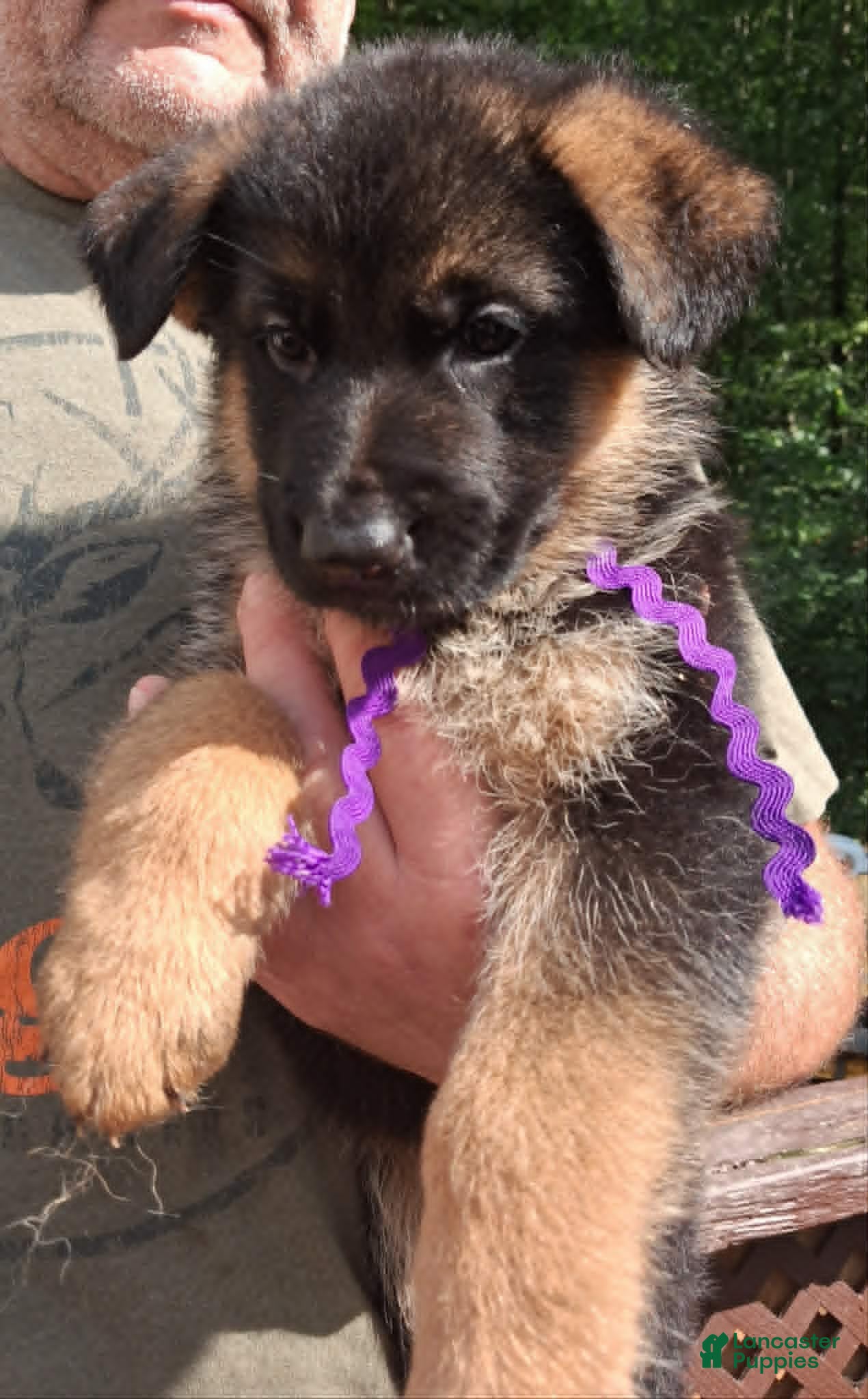 German Shepherd dogs for sale: Female Purple Ribbon - Ad 1