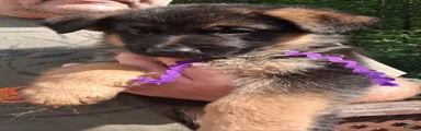 Female Purple Ribbon