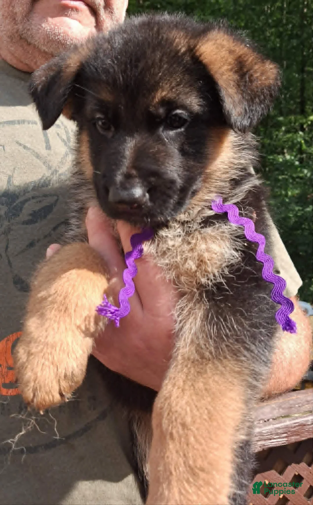 German Shepherd dogs for sale: Female Purple Ribbon - Ad 1